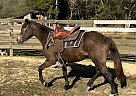 Crossbred Pony - Horse for Sale in Duck River, TN 38454 Crossbred Pony - Horse for Sale in Duck River, TN 38454