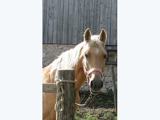 Gorgeous Palomino Tennessee Walking Hors