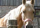 Tennessee Walking - Horse for Sale in Singhampton, ON 