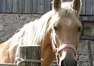 Tennessee Walking - Horse for Sale in Singhampton, ON Tennessee Walking - Horse for Sale in Singhampton, ON