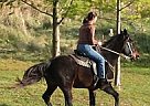 Tennessee Walking - Horse for Sale in Singhampton, ON Tennessee Walking - Horse for Sale in Singhampton, ON