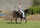 Tennessee Walking - Horse for Sale in Singhampton, ON 
