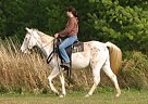 Other - Horse for Sale in Singhampton, ON Other - Horse for Sale in Singhampton, ON
