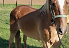 - Gelding in College Station, TX - Gelding in College Station, TX