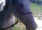 Other - Horse for Sale in Bland, MO 65014