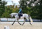 Dutch Warmblood - Horse for Sale in Lipuvka,  67922
