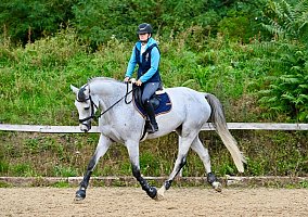 Warmblood (Warmblood, Gelding)