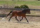 Welsh Pony - Horse for Sale in Chester, NH 03036 Welsh Pony - Horse for Sale in Chester, NH 03036