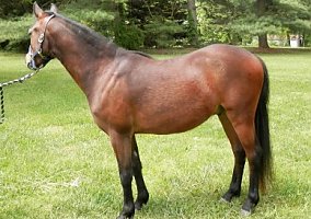 Welsh Pony and Cob (Welsh Pony and Cob, Gelding) in Chester, NH