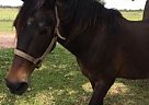 - Mare in College Station, TX - Mare in College Station, TX