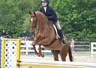 Appendix - Horse for Sale in Chester, NH 03036