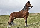 Tennessee Walking - Horse for Sale in Eubank, TN 42567 Tennessee Walking - Horse for Sale in Eubank, TN 42567