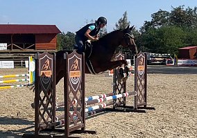 Warmblood (Warmblood, Gelding)