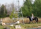 Tennessee Walking - Horse for Sale in Singhampton, ON Tennessee Walking - Horse for Sale in Singhampton, ON