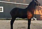 CRF Vice - Stallion in Clyde, OH CRF Vice - Stallion in Clyde, OH