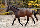 Welsh Pony - Horse for Sale in Chester, NH 03036 Welsh Pony - Horse for Sale in Chester, NH 03036