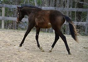 Welsh Pony and Cob (Welsh Pony and Cob, Gelding) in Chester, NH