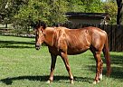 - Mare in College Station, TX - Mare in College Station, TX