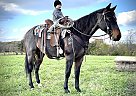 Twister - Gelding in Dunnville, KY Twister - Gelding in Dunnville, KY