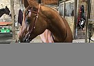 Appaloosa - Horse for Sale in Owen Sound, ON N0H1A0 Appaloosa - Horse for Sale in Owen Sound, ON N0H1A0