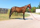 Quarter Horse - Horse for Sale in New Summerfield, TX 75780 Quarter Horse - Horse for Sale in New Summerfield, TX 75780