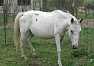 Appaloosa Mare for Sale in College Station, Texas Appaloosa Mare for Sale in College Station, Texas