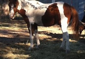 Missouri Fox Trotter (Missouri Fox Trotter, Gelding) in Gorman, TX