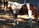 Missouri Fox Trotter - Horse for Sale in Gorman, TX 76454