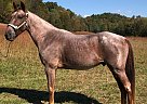 Tennessee Walking - Horse for Sale in Rockholds, TN 40759 Tennessee Walking - Horse for Sale in Rockholds, TN 40759