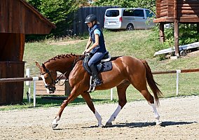 Warmblood (Warmblood, Gelding)