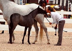 Silverado (Welsh Pony and Cob, Gelding) in Chester, NH