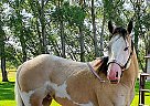 Fig - Gelding in Blackfoot, ID Fig - Gelding in Blackfoot, ID