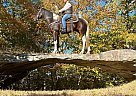 Spotted Saddle - Horse for Sale in Whitley City Ky, TN 42653 Spotted Saddle - Horse for Sale in Whitley City Ky, TN 42653