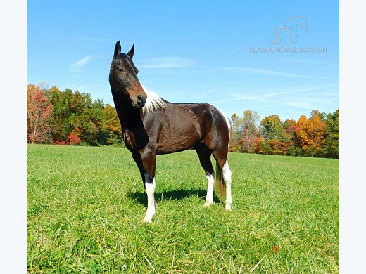 Spotted Saddle Gelding