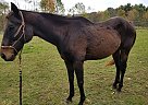 Dusty - Gelding in Stoystown, PA Dusty - Gelding in Stoystown, PA