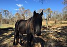 Tennessee Walking - Horse for Sale in Marion, VA 24354