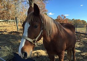 Tennessee Walking (Tennessee Walking, Gelding) in Marion, VA