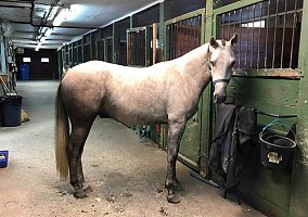 Warmblood (Warmblood, Mare) in FL