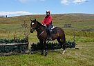 Harlington Club 3 Year old Thoro... Thoroughbred Gelding