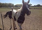 Paint - Horse for Sale in El Paso, TX 79932