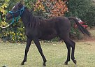 Arabian - Horse for Sale in Minco, OK 73059