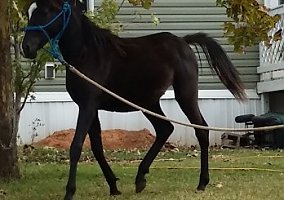 Arabian (Arabian, Stallion) in Minco, OK