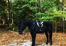 Big Fashy Warmblood Gelding Lexus II