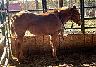 Blackburn Breed Filly Lindsey