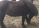 Brandy wine - Mare in Weare, NH Brandy wine - Mare in Weare, NH