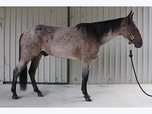 Flashy Roan Gelding