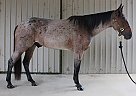 Quarter Horse - Horse for Sale in Aubrey, TX 76227
