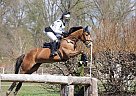 Pony - Horse for Sale in Hamburg, 22395 Pony - Horse for Sale in Hamburg, 22395