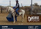 Other - Horse for Sale in Fallon, NV NA