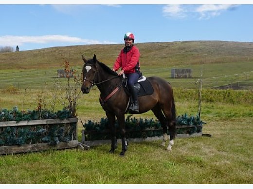Harlington Club 3 Year old Thoroughbred for Sale